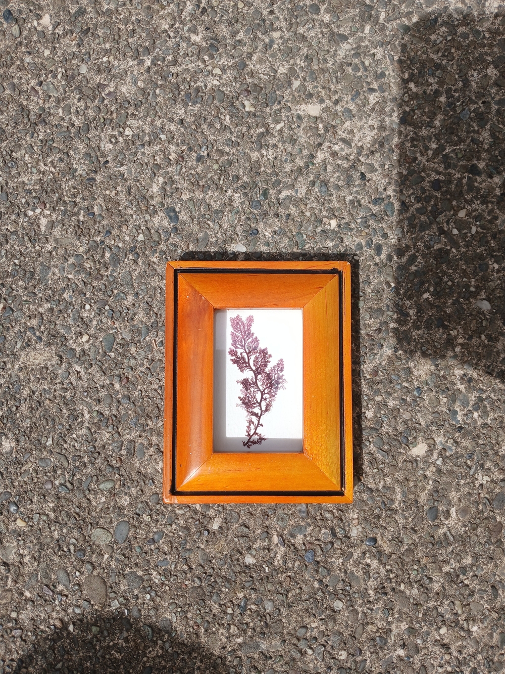 Wooden Orange Picture Frame with Botanical Art - Unbranded